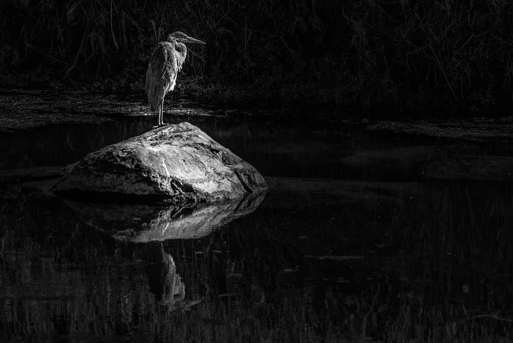An Oregon Heron in Black & White by taffy