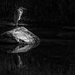 An Oregon Heron in Black & White by taffy