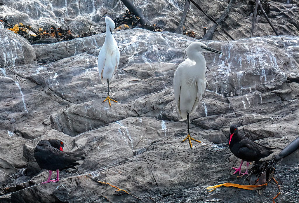 Little Egrets and Oystercatchers by ludwigsdiana