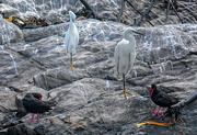 8th Dec 2018 - Little Egrets and Oystercatchers