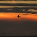 Solitary Silhoutted Pelican... by soylentgreenpics