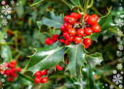 8th Dec 2018 - Holly Berries