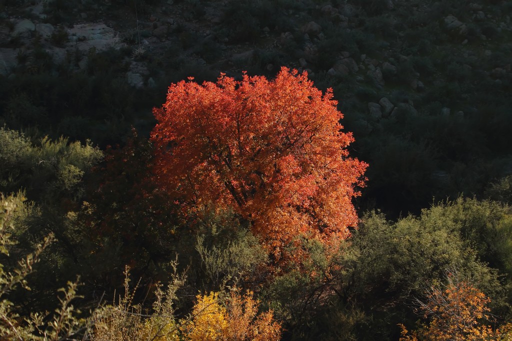 fall in the desert by blueberry1222