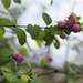 Winter berries by rumpelstiltskin