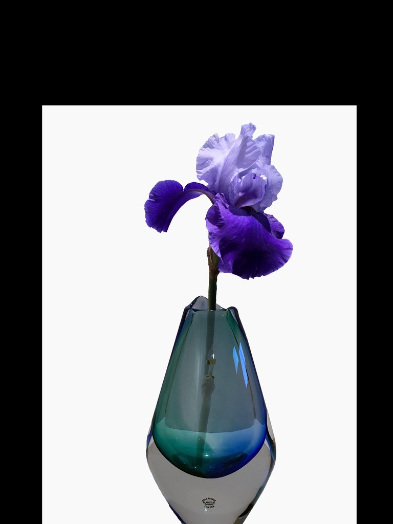 Flower in a vase by shutterbug49