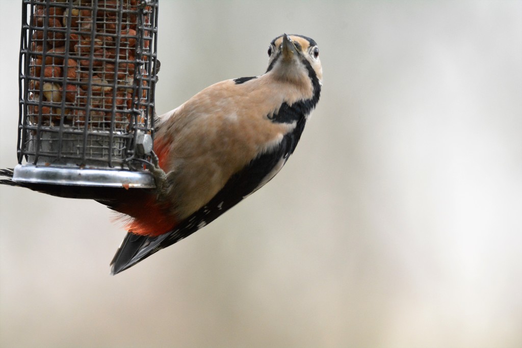 Great Spotted Woodpecker.... by ziggy77