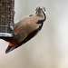 Great Spotted Woodpecker.... by ziggy77