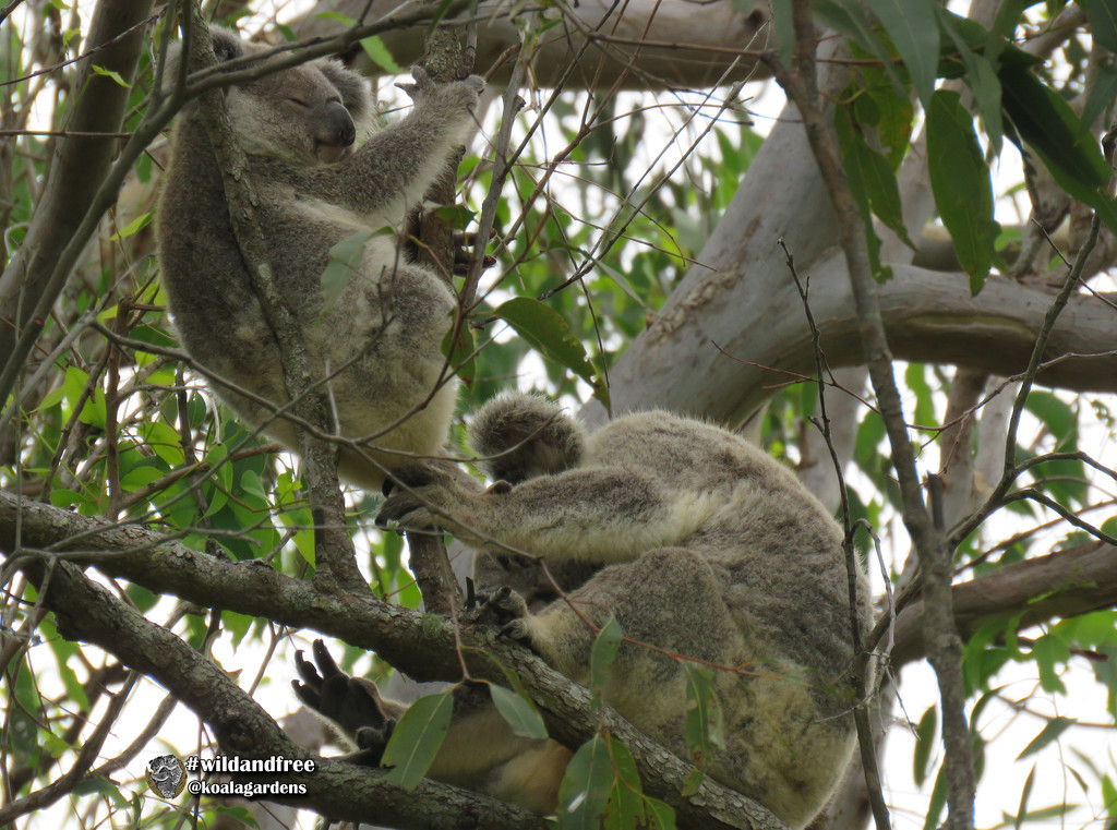 hangouts by koalagardens