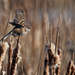 american tree sparrow in flight by rminer