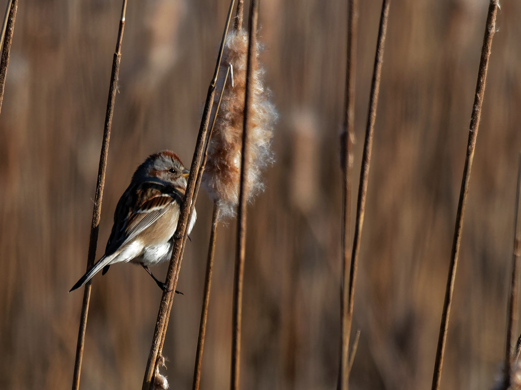 american tree sparrow fuzzy cattail landscape by rminer
