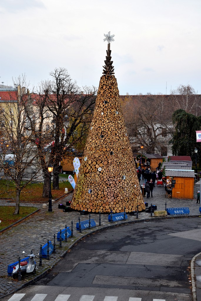 The poor people's Christmas trees by kork