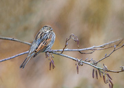 6th Dec 2018 - Reed Bunting