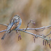 Reed Bunting by inthecloud5