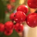 Red berries.  by cocobella