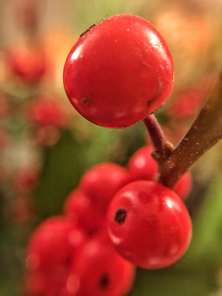 Christmas berries.   by cocobella