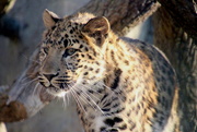 8th Dec 2018 - Leopard Cub