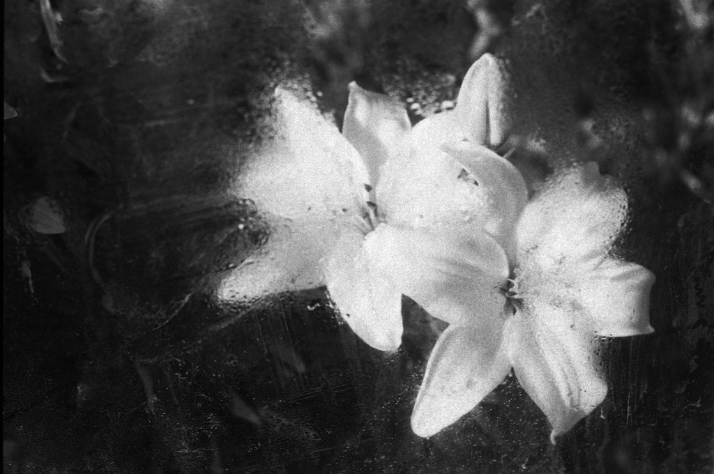 lillies on film  by kali66