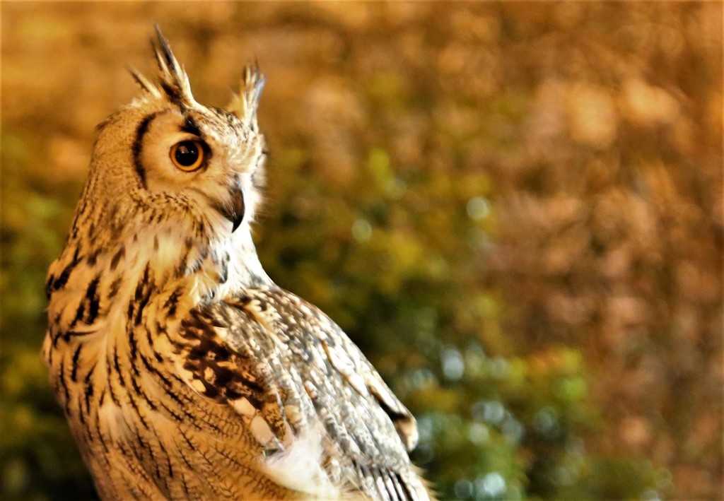 Long Eared Owl by phil_sandford
