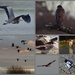 Birds That We Saw Today by 30pics4jackiesdiamond