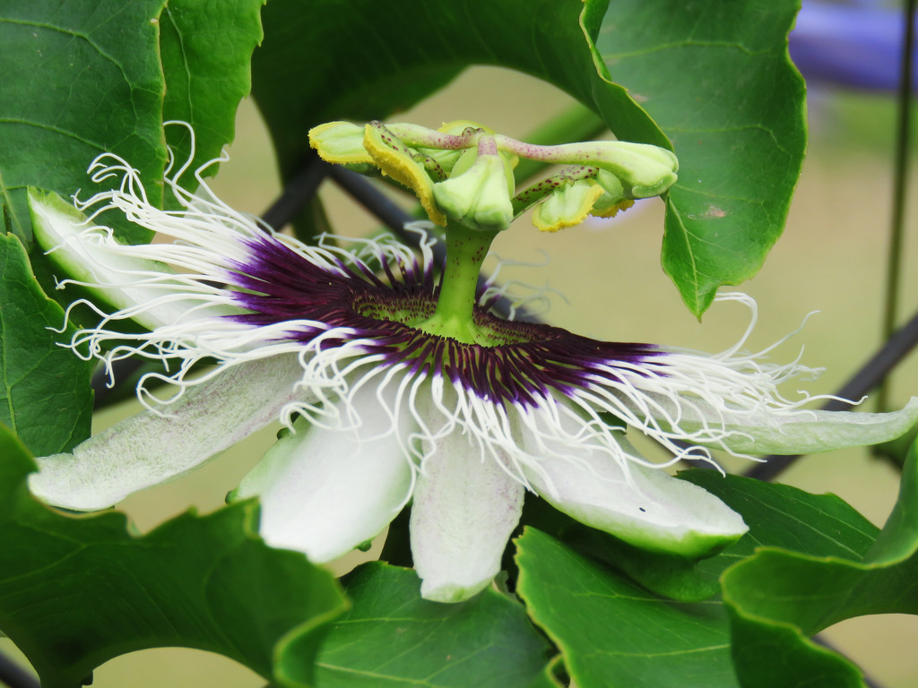 Passion flower by koalagardens