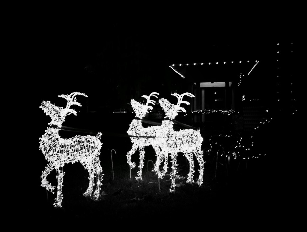 Reindeers by joemuli