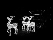 4th Dec 2018 - Reindeers