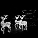 Reindeers by joemuli