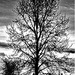 Tree black & white (2) by granagringa