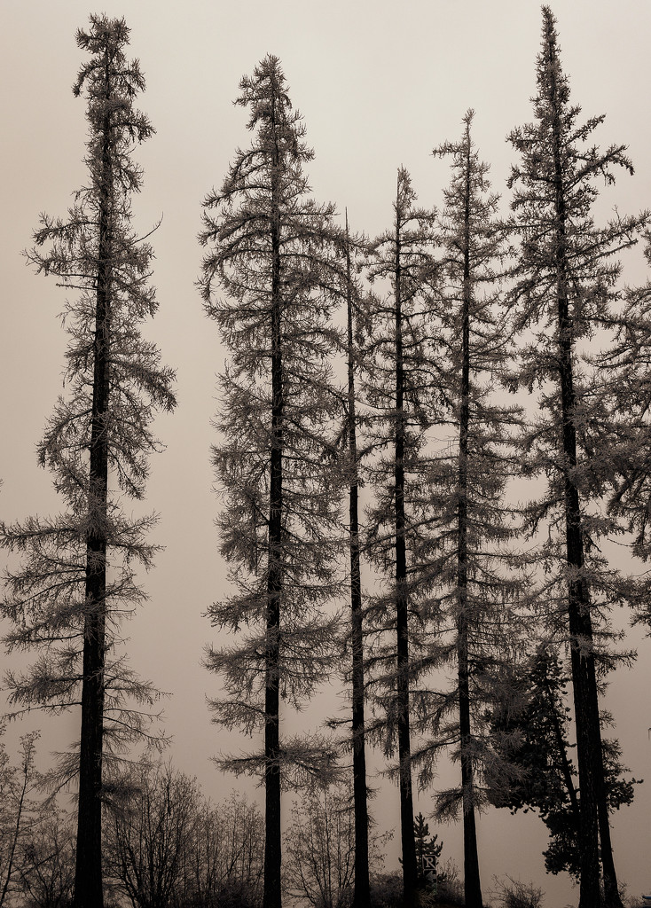 Foggy Day Silhouettes by 365karly1