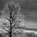 Tree black & white (3) by granagringa