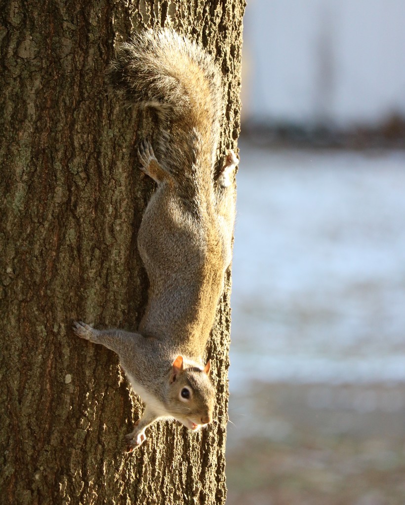 Decembe 9: Squirrel by daisymiller