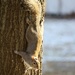 Decembe 9: Squirrel by daisymiller