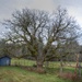 By The Spreading Walnut Tree by byrdlip