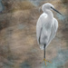 Little Egret by ludwigsdiana