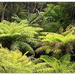 NZ Punga... Tree Ferns by julzmaioro