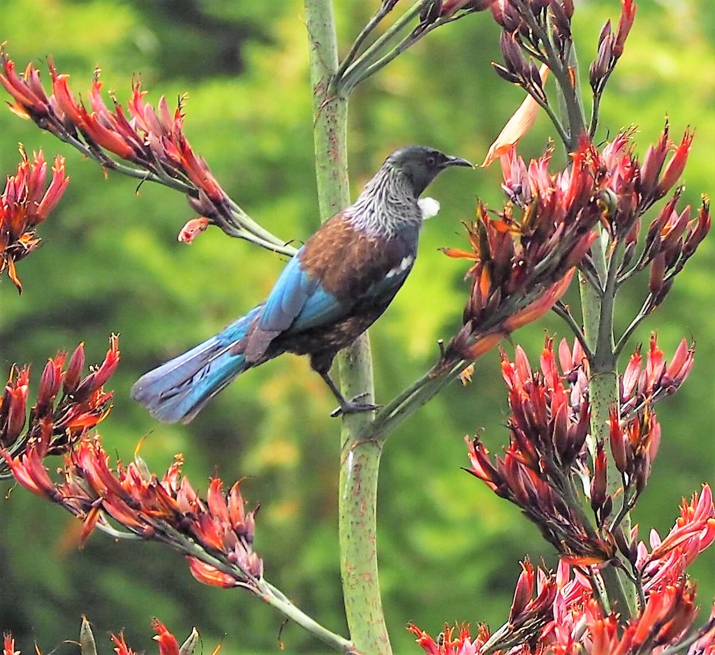 Tui , Im enjoying these lovely birds of late  by Dawn