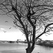 Coastal tree by joansmor