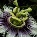 Granadilla flower by seacreature