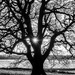 Tree of Light by rjb71