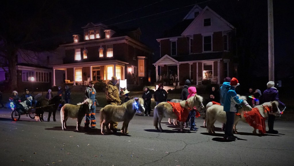 Miniature horses in the Christmas parade by tunia