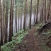 Foggy cedar forest by jgpittenger