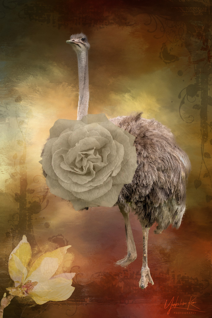 Rosie the Ostrich by yorkshirekiwi
