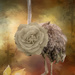 Rosie the Ostrich by yorkshirekiwi