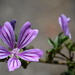 Purple Malva Flower by kgolab