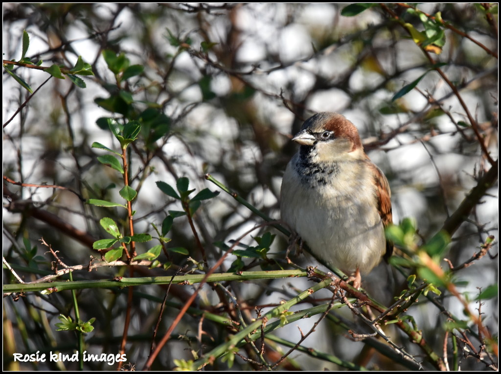A lovely house sparrow by rosiekind