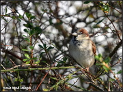 11th Dec 2018 - A lovely house sparrow