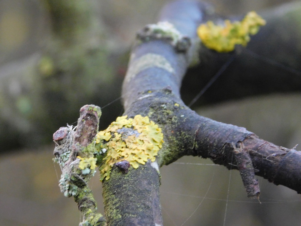 Branch and lichen by 365anne