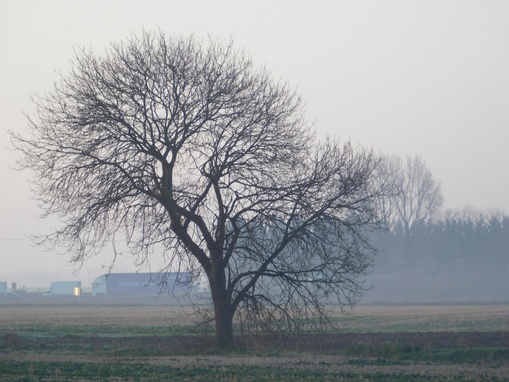  Love the shape of bare trees by 365anne