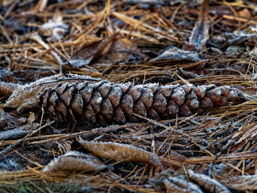 frosted pine cone by rminer