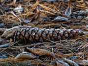 11th Dec 2018 - frosted pine cone